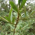 Hippophae rhamnoides P4 P17